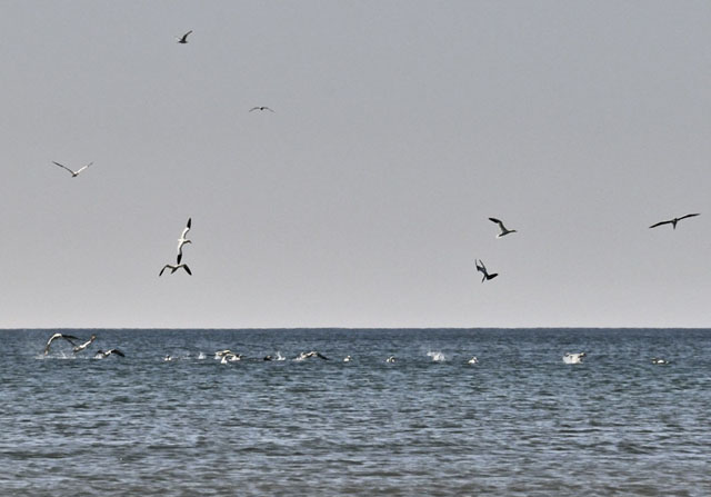 Gannets off Borth