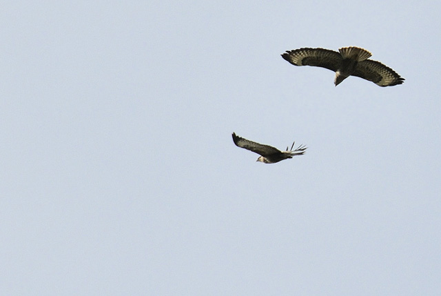 Red kite and Buzzard