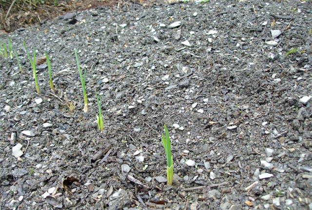 Garlic plants shooting up