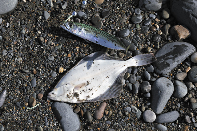mackerel and flounder double shot
