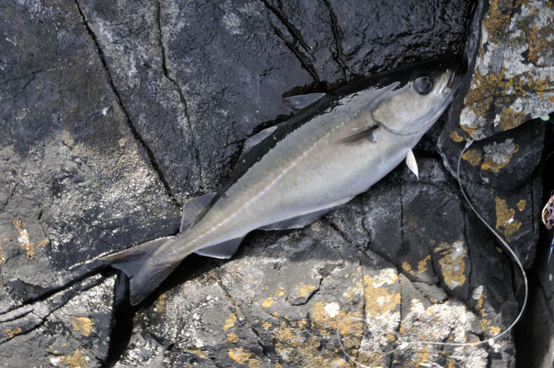 coalfish