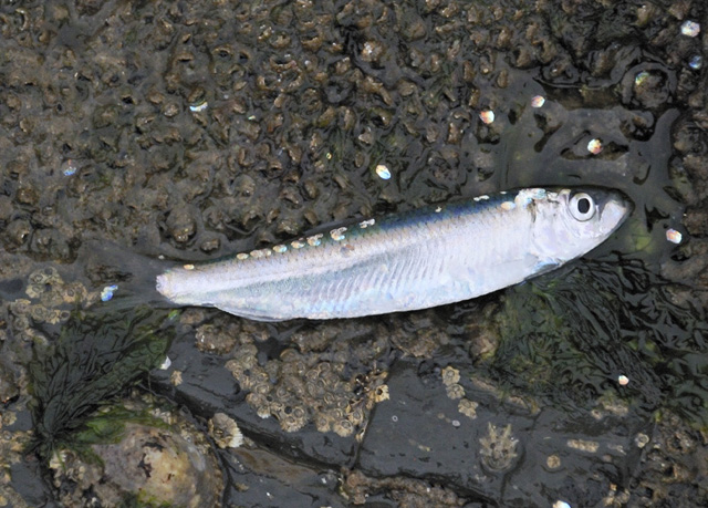 whitebait driven by mackerel